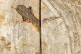 Petrified Wood (Tropical Hardwood) Bookends - Indonesia #266204-2
